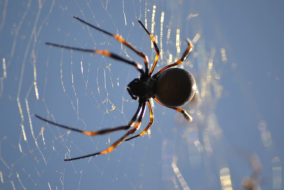 Spider, Web, Arachnid, one animal, animal themes, insect, spider web HD wallpaper
