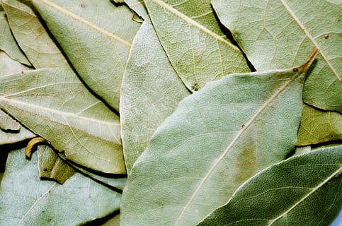 oval green leaf lot, Bay Leaf, Pepper, Cooking, Laurel, dried HD wallpaper