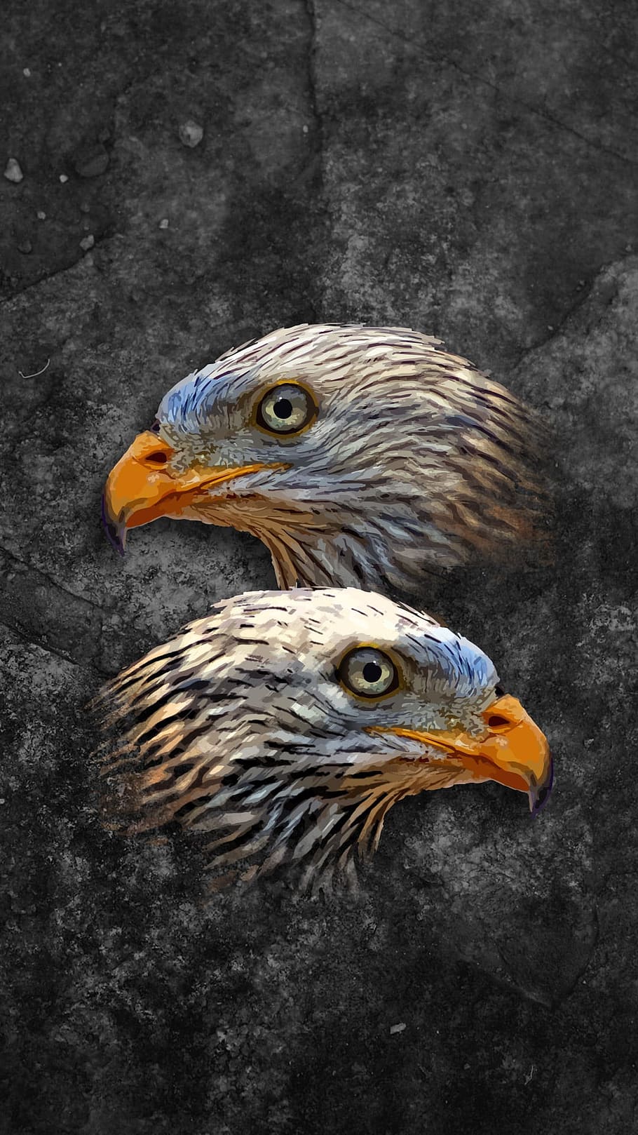 two eagle heads illustration, animals, bird, art, wildlife, feather