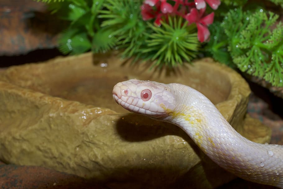 white snake, corn snake, snakehead, close, snake eye, drop of water HD wallpaper