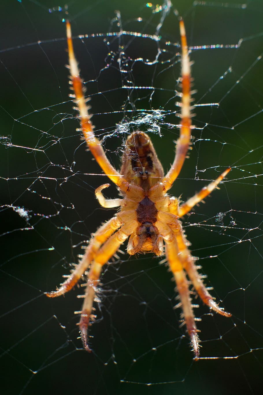 macro, fauna, spider, insect, bokeh, shallow, depth of field HD wallpaper