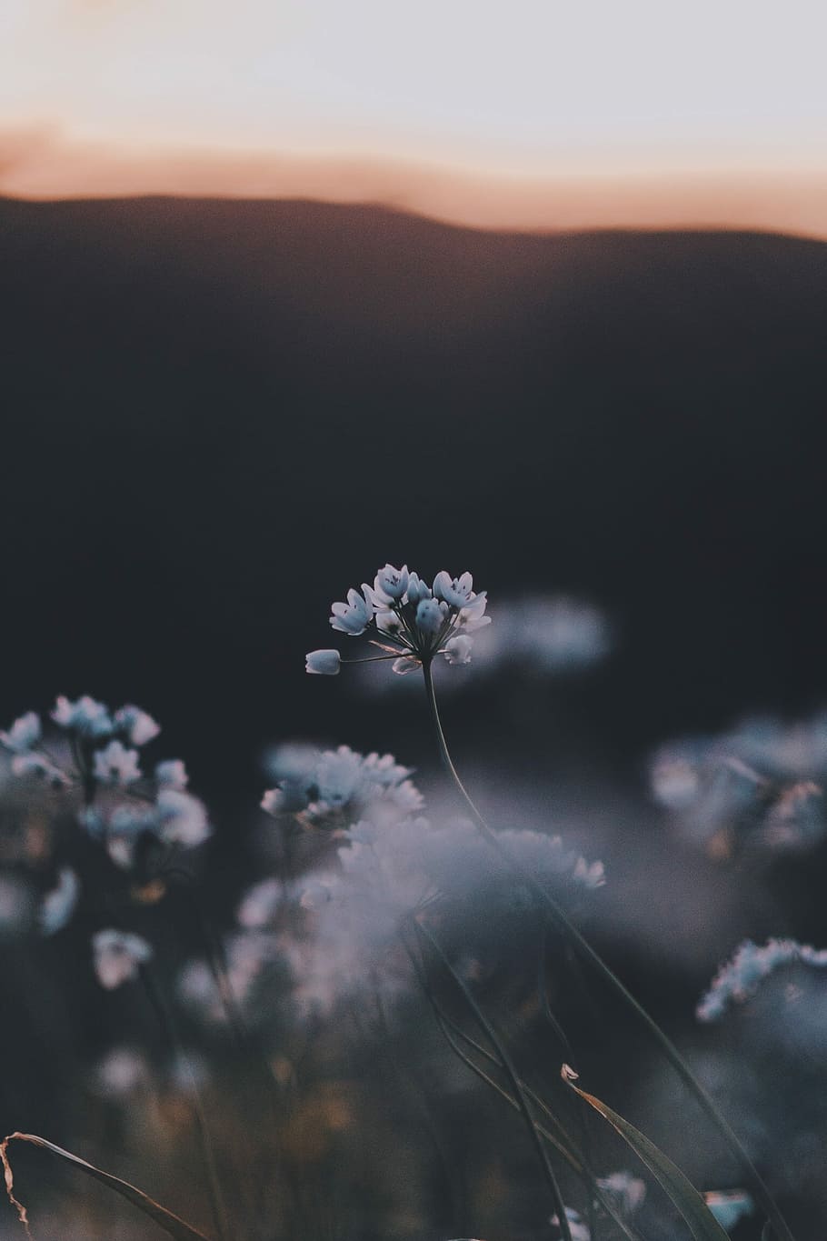 macroshot of white flowers during daytime, wildflower, bloom HD wallpaper
