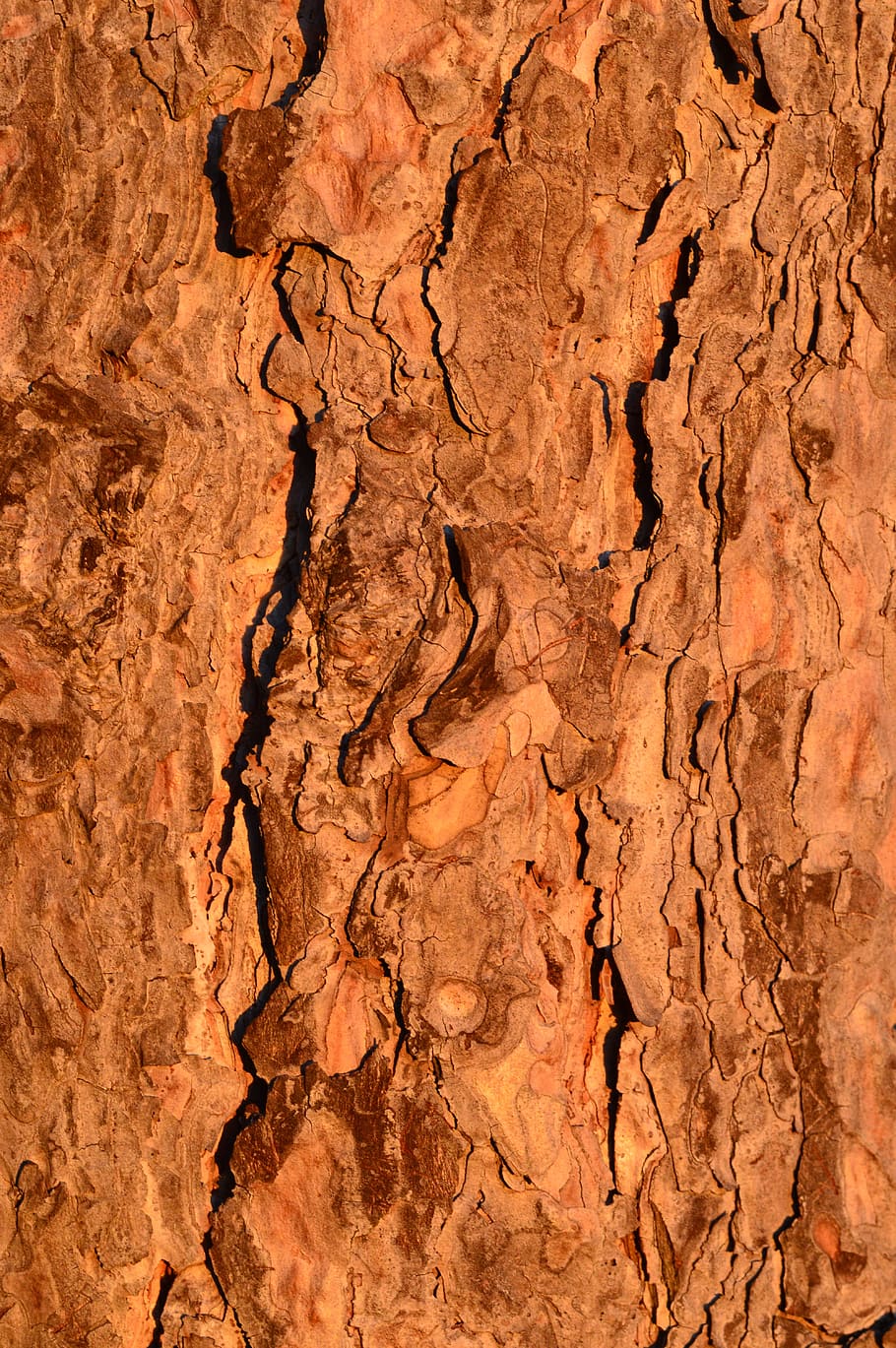 tree, trunk, bark, forest, wood, natural, plant, environment HD wallpaper