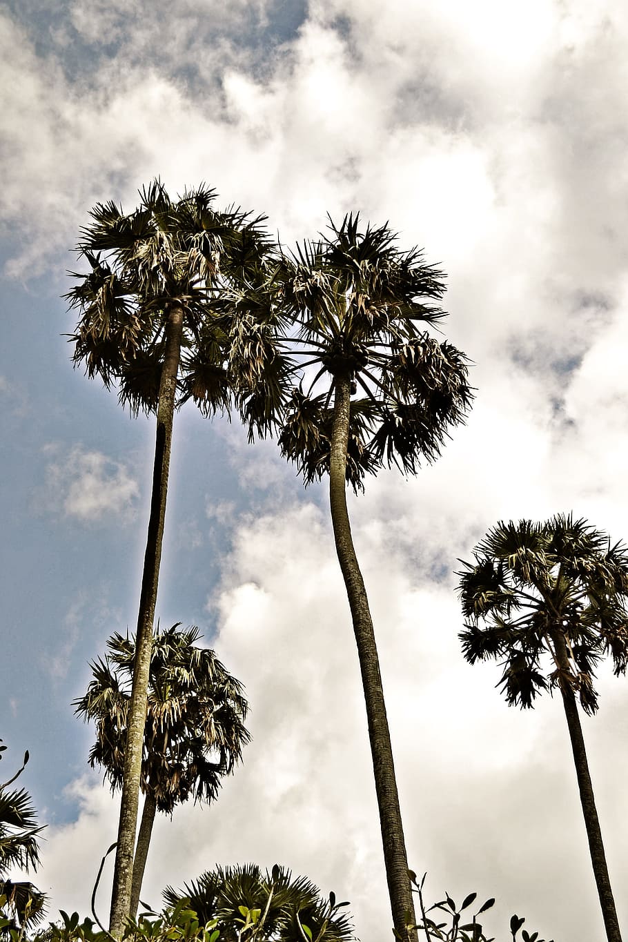 Hdr, Tall, Trees, Sunlight, tall trees, sky, sri lanka, ceylon HD wallpaper