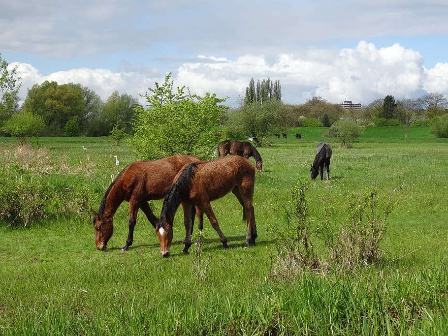 Horses, Floodplain, Nature, grass, field, domestic animals HD wallpaper