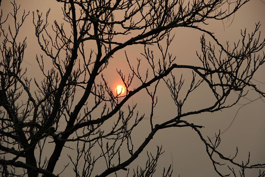 Moon, Shadows, Sunset, bare tree, full moon, branch, sky, beauty in nature HD wallpaper
