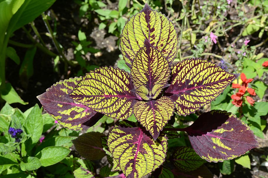 plant, leaf, purple, green, growth, flower, nature, bud, flower isolated HD wallpaper