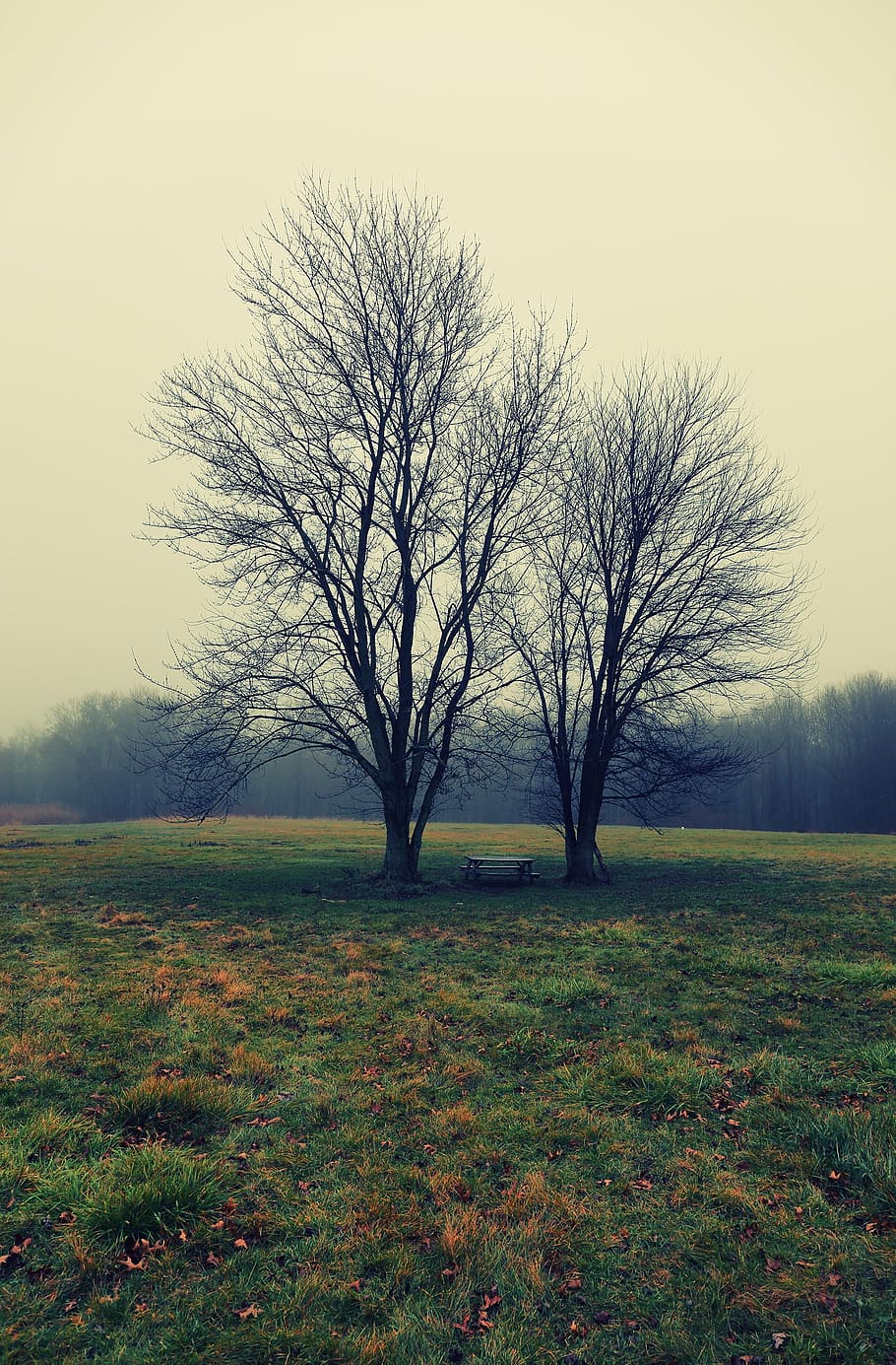 tree, brothers, field, pine brook, new jersey, outdoor, nature HD wallpaper