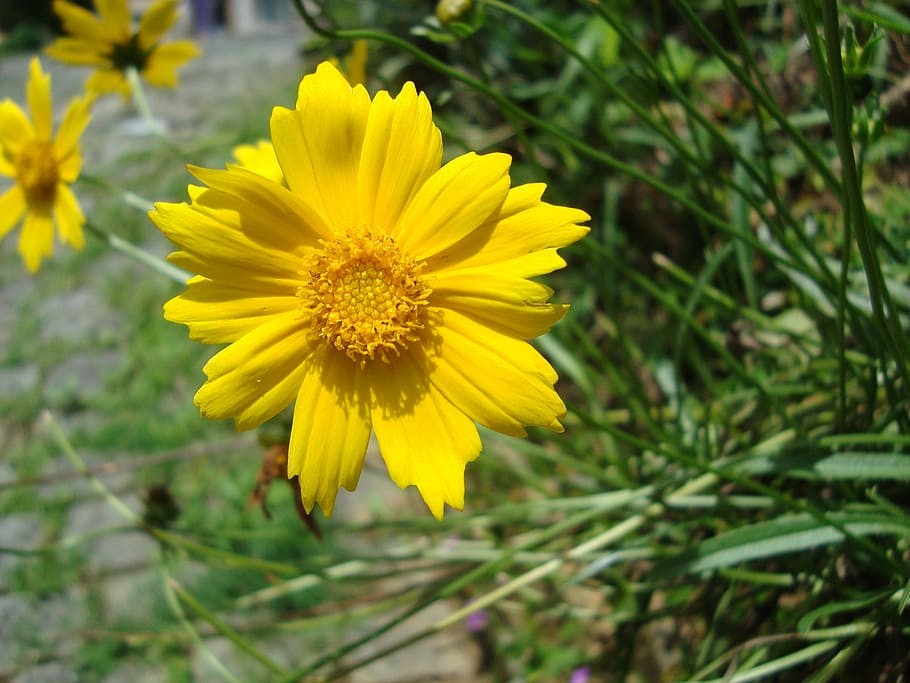 flower, garden, nature, spring, yellow, yellow flower, flowers HD wallpaper
