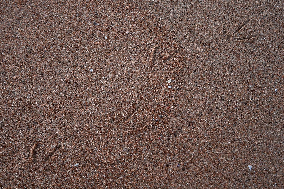 seagull, beach, sand, shore, tracks, brown, background, grainy HD wallpaper