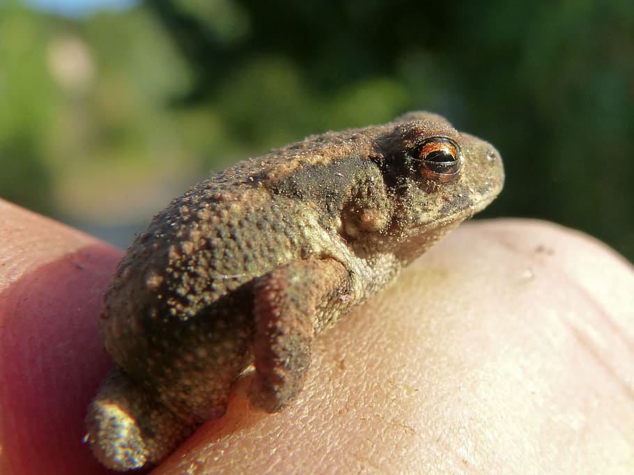 toad, hand, hunted, small, tiny, bufo bufo, animal wildlife HD wallpaper