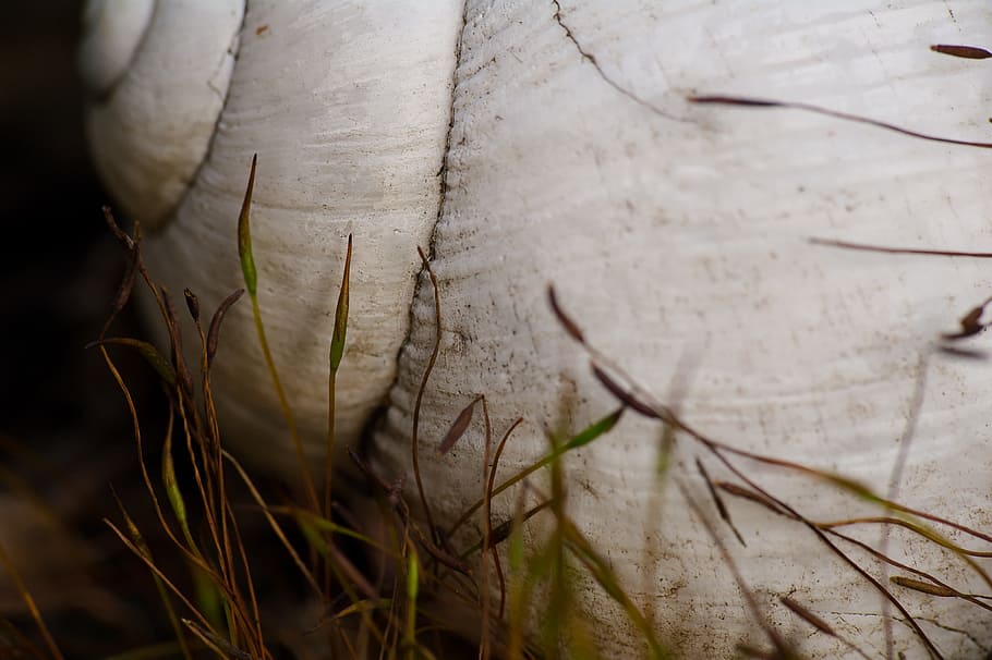 Shell, Macro, nature, brown, close-up, wood - Material, plant HD wallpaper