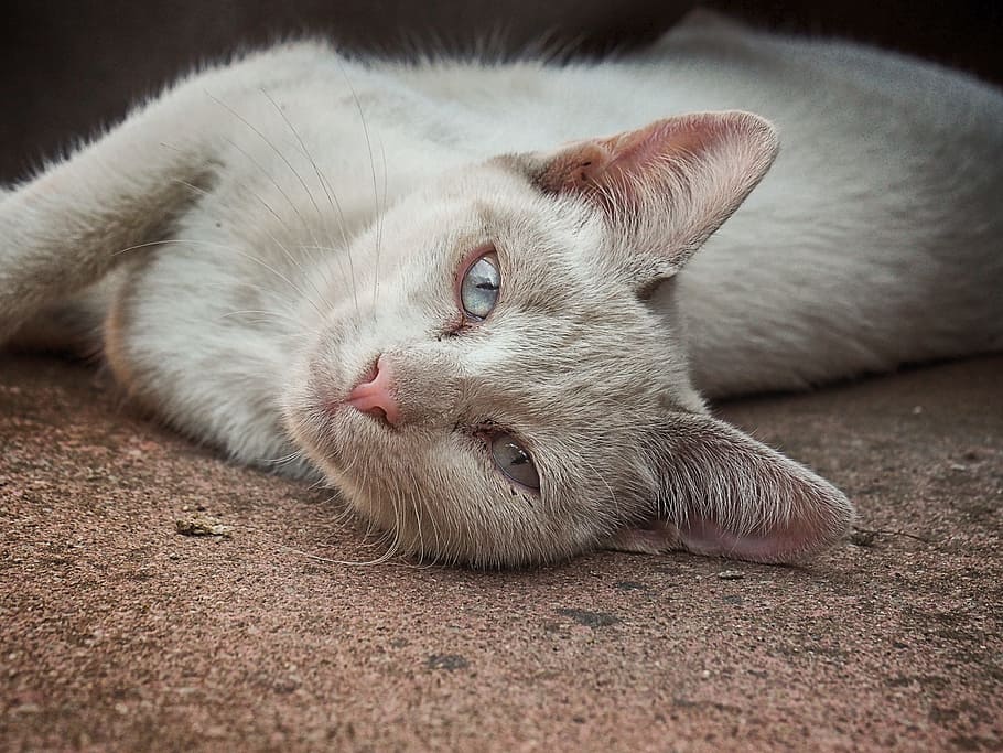 cat, animal, pet, rest, kitten, feline, look, nature, cats nose HD wallpaper