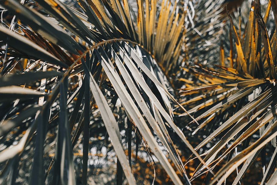 closeup photography of coconut leaves, shallow focus photography of palm plant, HD wallpaper