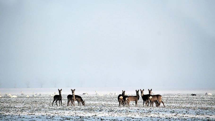 wintry, deer, wild, fallow deer, snow, hazy, slurry, snowy HD wallpaper