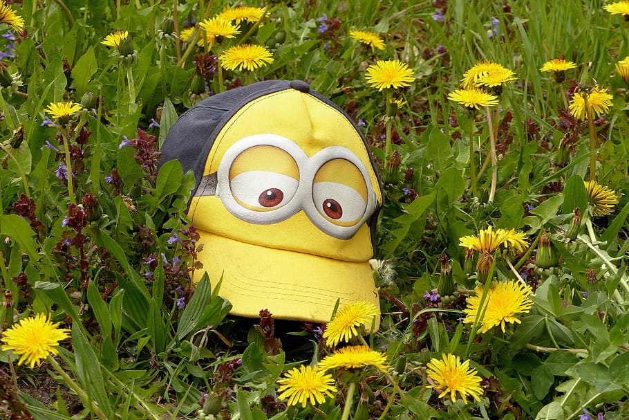 black and yellow Minion fitted cap on yellow flower field, cool