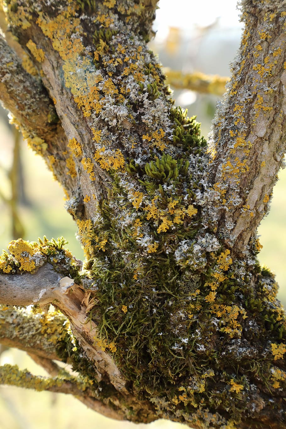 elderberry, shrub, trunk, moss, lichen, plant, tree trunk, close-up HD wallpaper