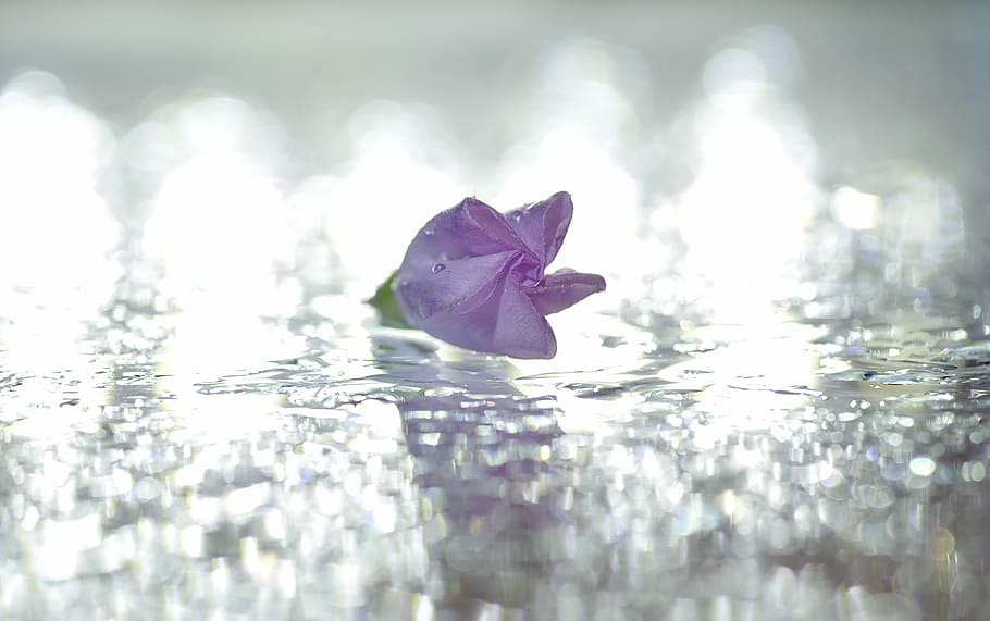 Flowers, Bindweed, Pink, Minor, three, still life, reflection HD wallpaper