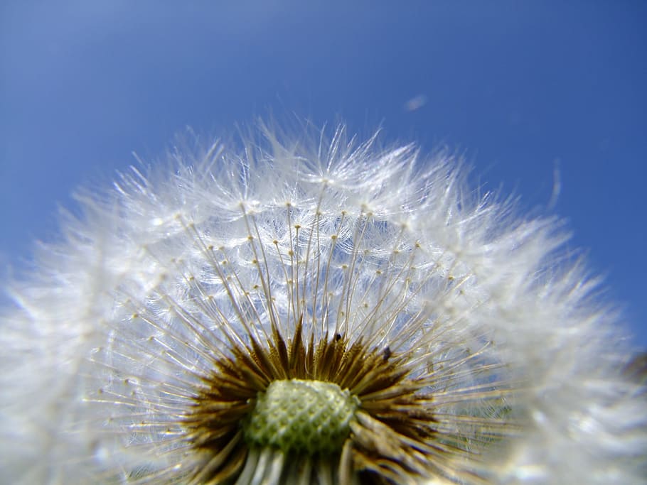 close-up photography of white dandelion flower, summer, nature HD wallpaper