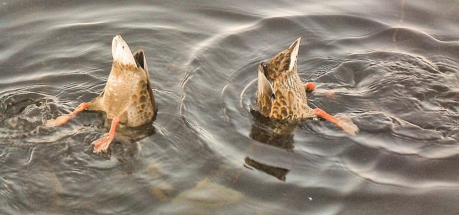 two brown duck in calm body of water, ducks, rump, waterfowl, HD wallpaper