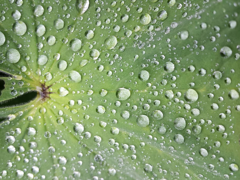 water droplet on green leaf, water dew on green leaf, nature HD wallpaper