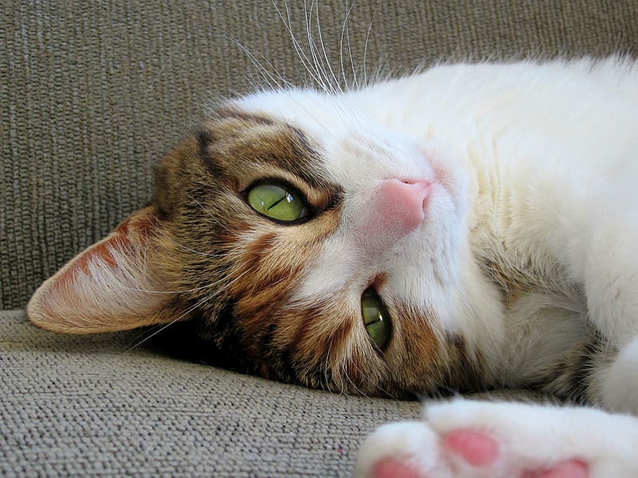 short-coated brown, white, and black cat lying on gray cushion HD wallpaper