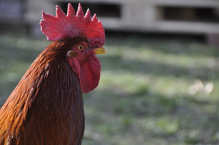 hahn, pride, chicken, poultry, feather, beautiful, portrait HD wallpaper