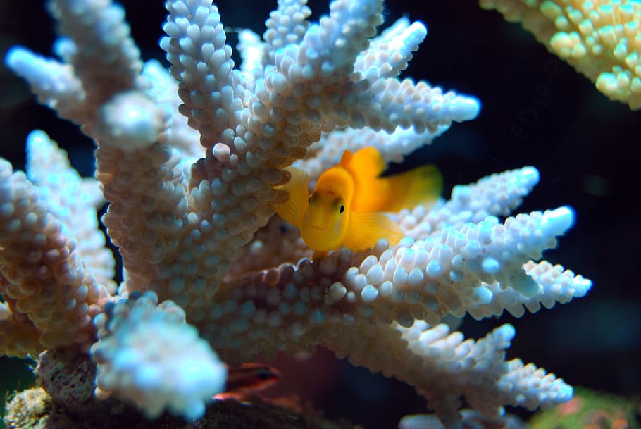fish, reef, coral, yellow, sea, underwater, ocean, marine, tropical HD wallpaper