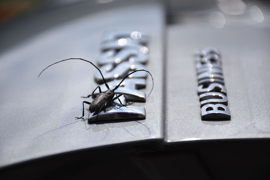 mouseketeer, passat, tentacles, silver, gray, beetle, boot HD wallpaper