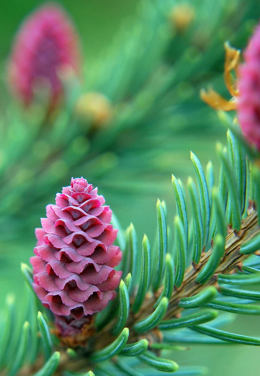 Spring, Pine, sprouting, flower, growth, plant, nature, fragility HD wallpaper