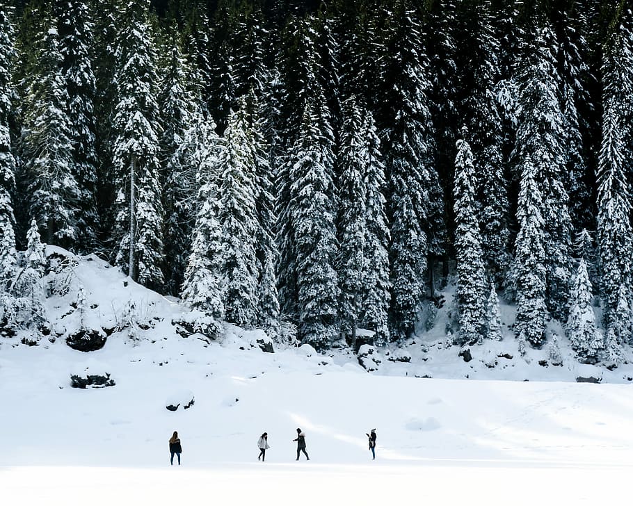 landscape photography of four people playing on snow near pine trees, four people playing on snow field HD wallpaper