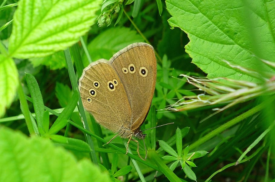 butterfly, insect, biege, spotted, sitting, resting, fauna HD wallpaper