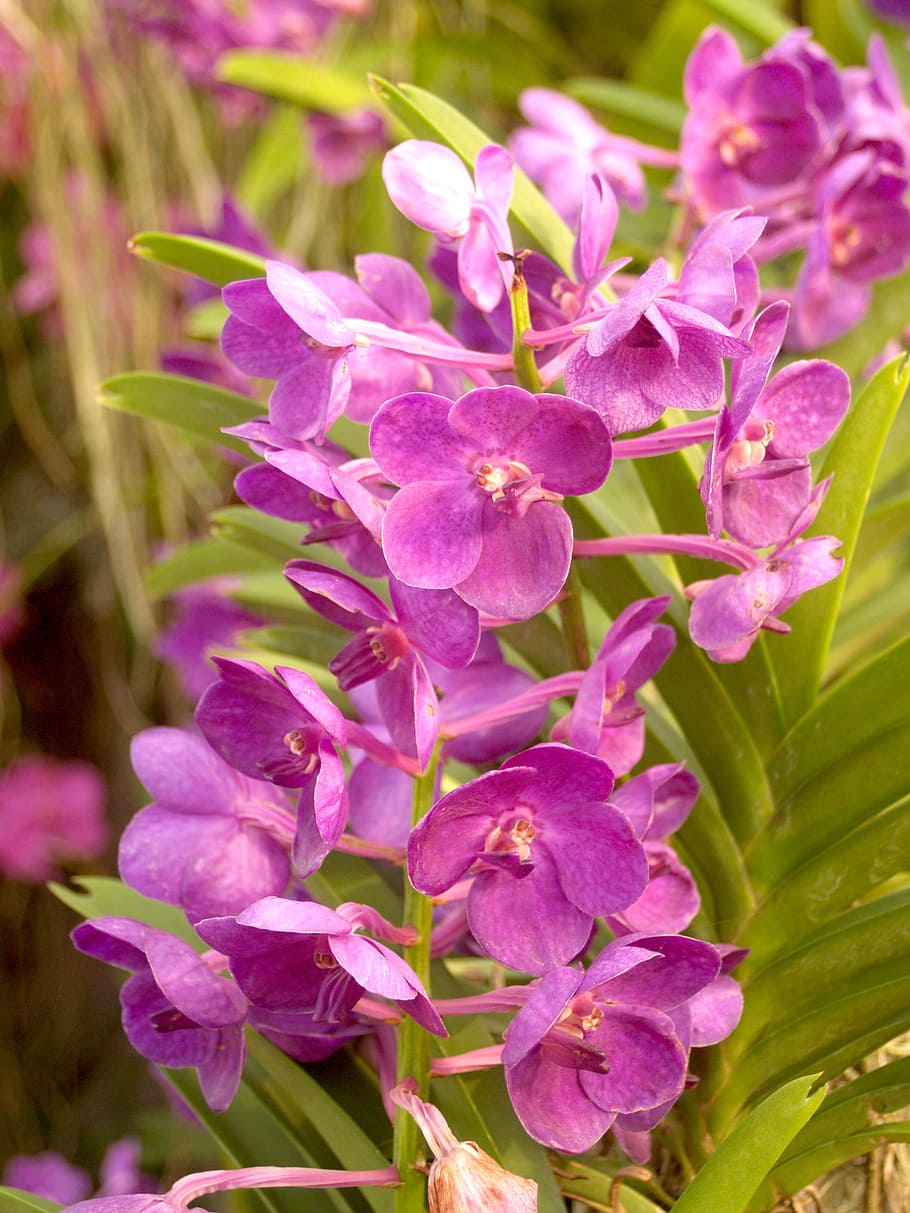 orchid, flower, bright, violet, flora, growth, decoration, bud HD wallpaper