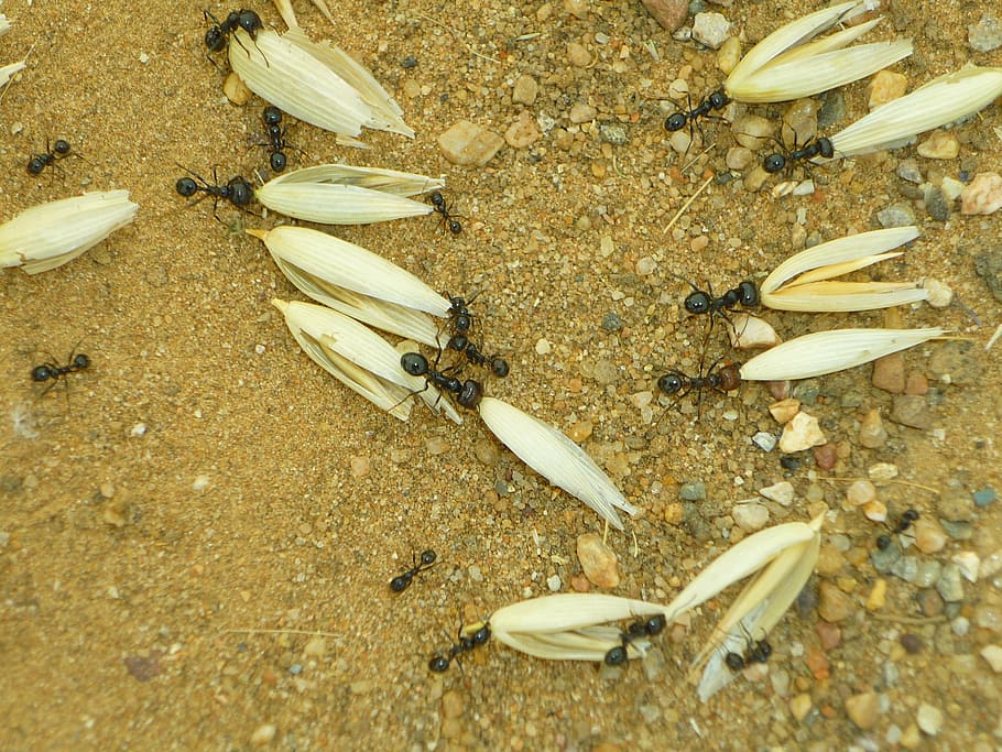 ants, oats, earth, insects, food, social, group, formicidae HD wallpaper