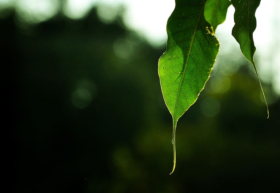leaf, nature, textures, real, sunlight, drops, images, plant part HD wallpaper