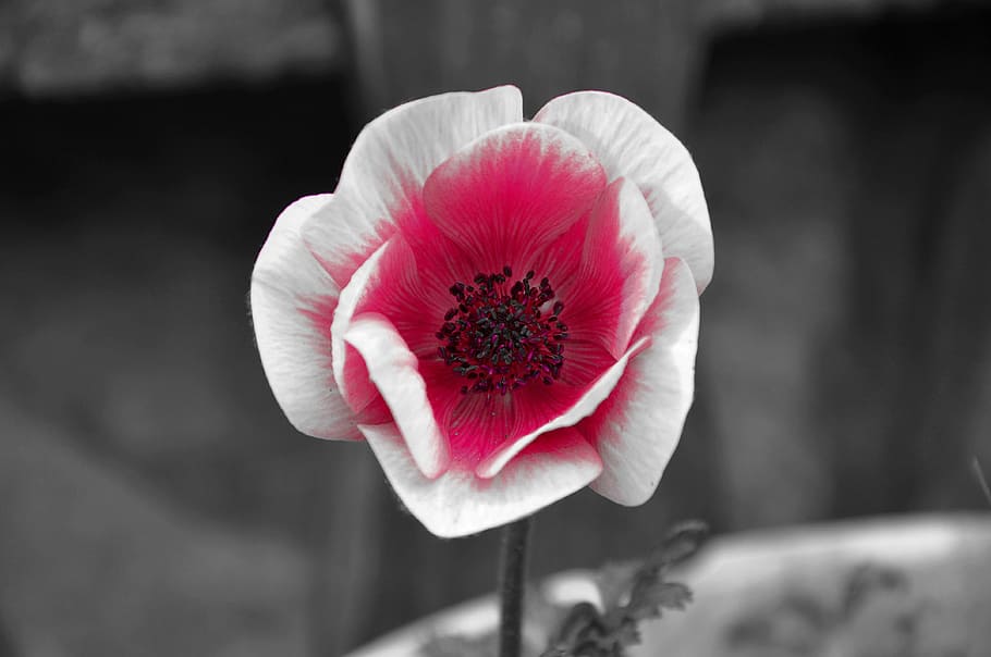 shallow focus photography of white and pink flower, wind flower HD wallpaper