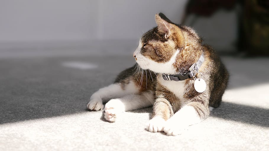 cat mia, rest, pet, mammal, domestic, one animal, pets, domestic animals HD wallpaper