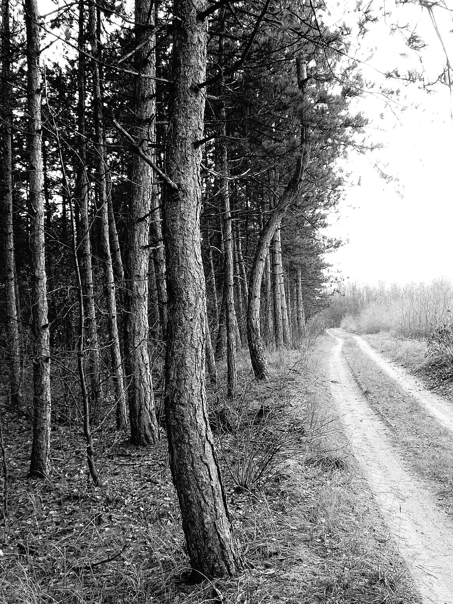 avenue, forest, pines, road, tree, plant, land, the way forward HD wallpaper