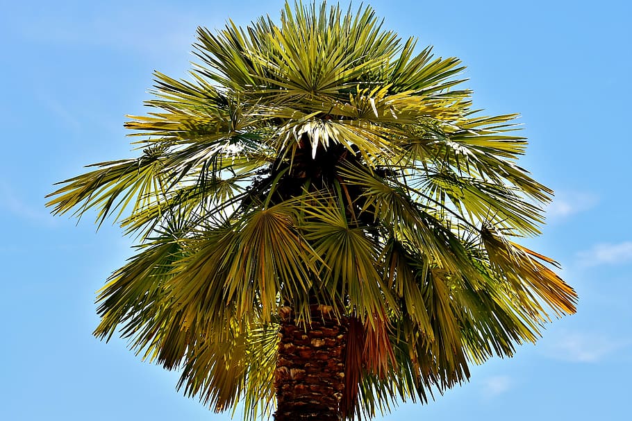 palm, summer, holidays, summer feeling, sky, beach, sun, tree HD wallpaper