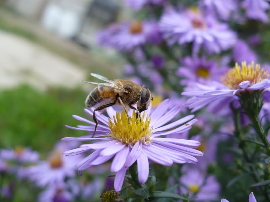 daisy, bee, flower, insect, pollen, floral, honeybee, flowering plant HD wallpaper