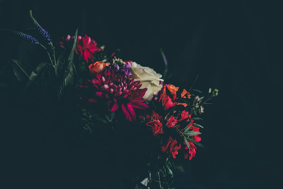 art, beautiful, bloom, blossom, close-up, color, colorful, colourful HD wallpaper