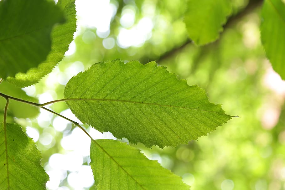 Leaf, Hornbeam, Tree, Carpinus Betulus, white beech, horn tree HD wallpaper