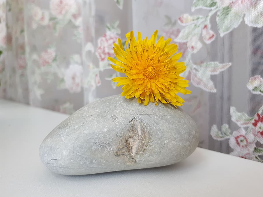 flower, ease, bath, ornament, nature, background, plant, lovely HD wallpaper