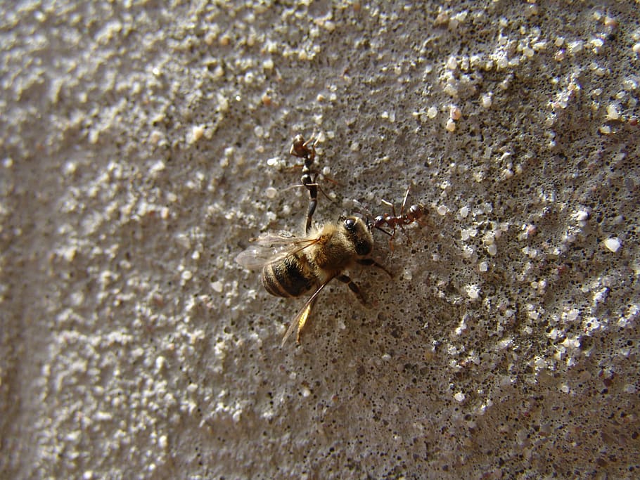 bee, ants, power clock, animal themes, animal wildlife, animals in the wild HD wallpaper