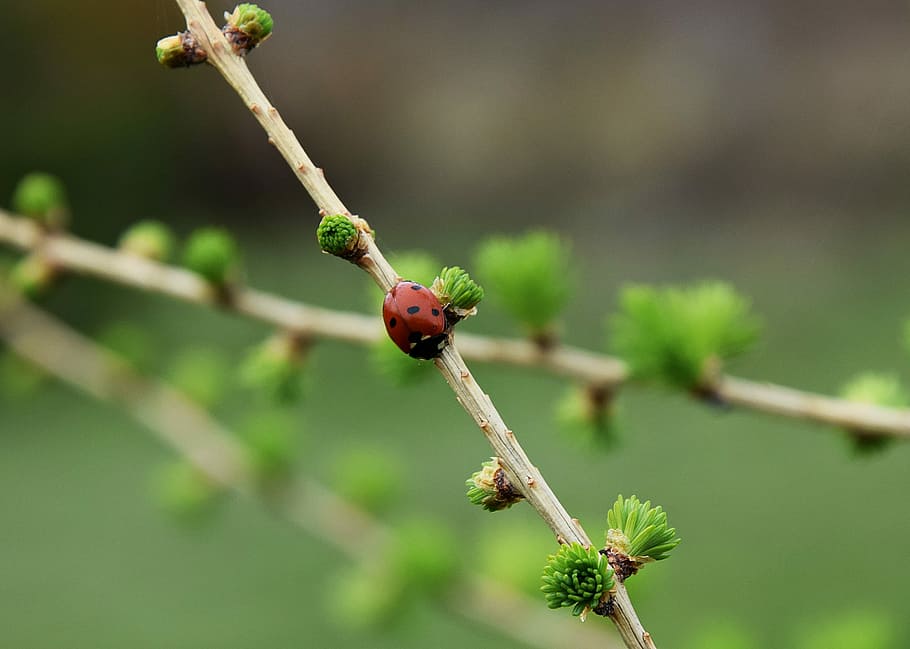 Ladybug, Leaf, Tree, Sprig, green, nature, ladybugs, meadow HD wallpaper