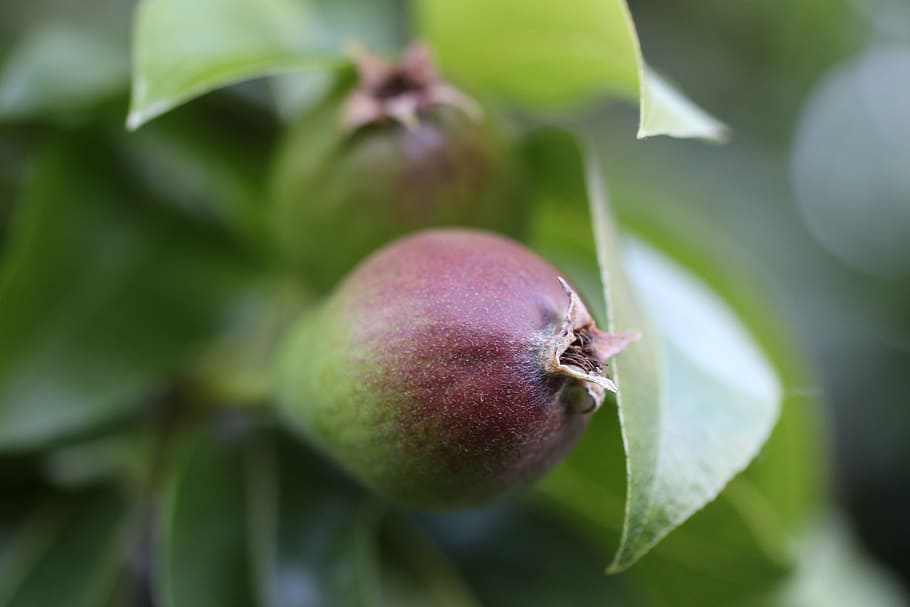 pear, thrive, green, red, grow, fruit, smart, tree, branch, HD wallpaper