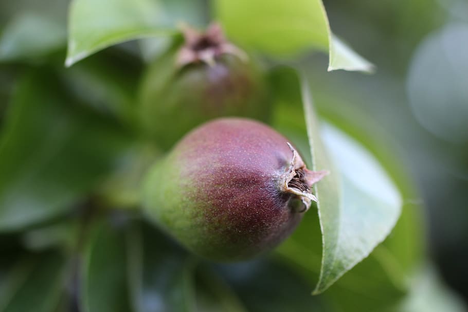 pear, thrive, green, red, grow, fruit, smart, tree, branch HD wallpaper