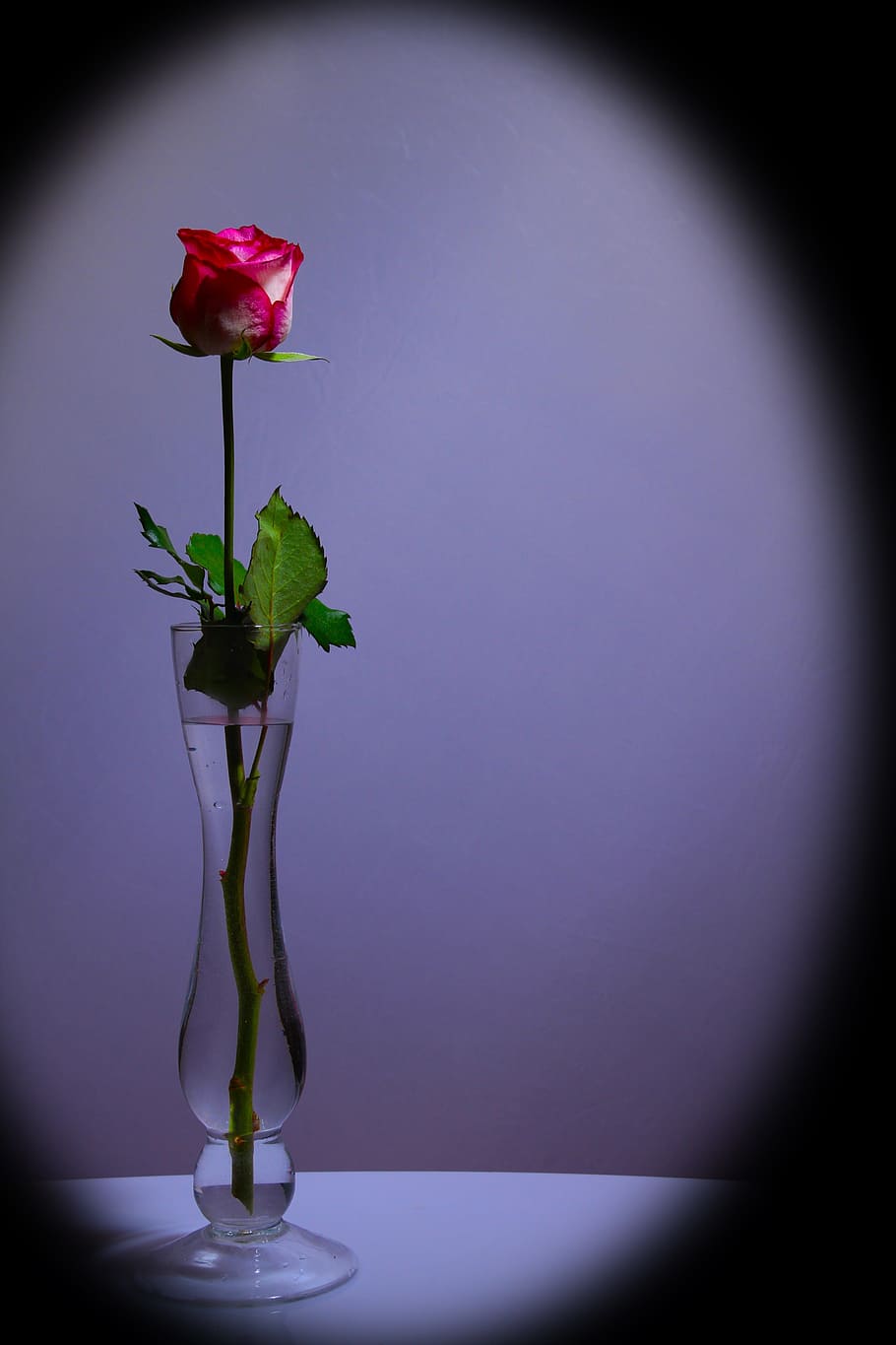 rose, red, flower, red rose, blossom, bloom, rose blooms, vignette HD wallpaper