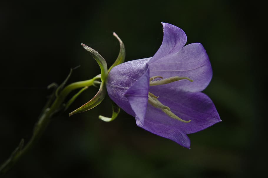 blossom, bloom, violet, spring, flower, flowering plant, freshness HD wallpaper