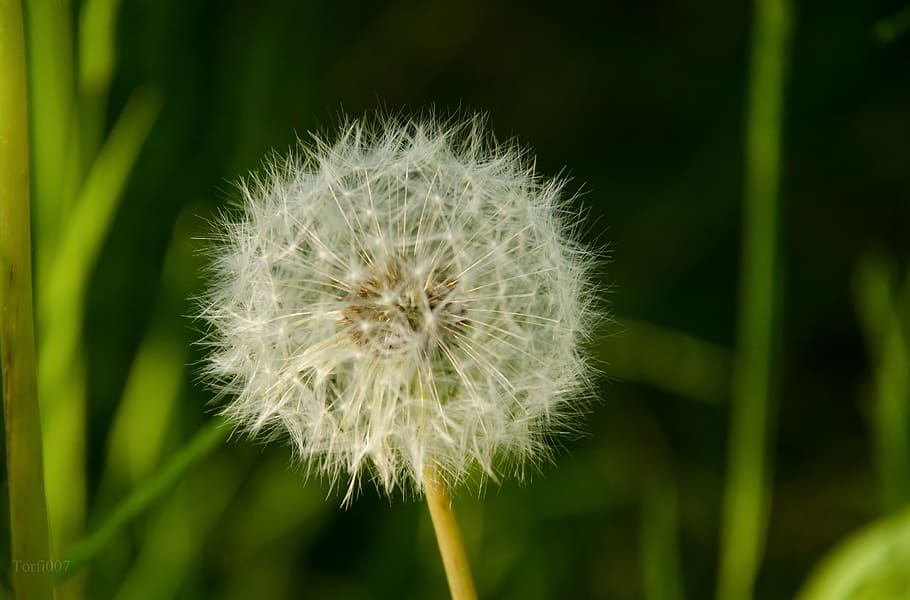 dandelion, blossom, bloom, meadow, nature, summer, close, pollen HD wallpaper